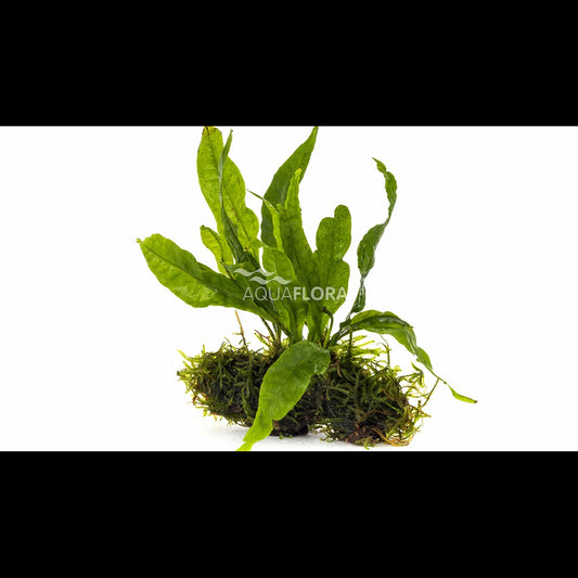 Microsorum sur racine nano (5-7 cm) (Fougère de Java)