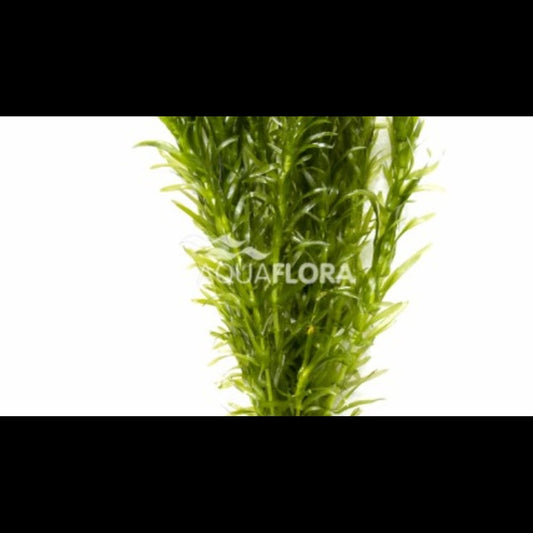 Egeria densa (Élodée dense)