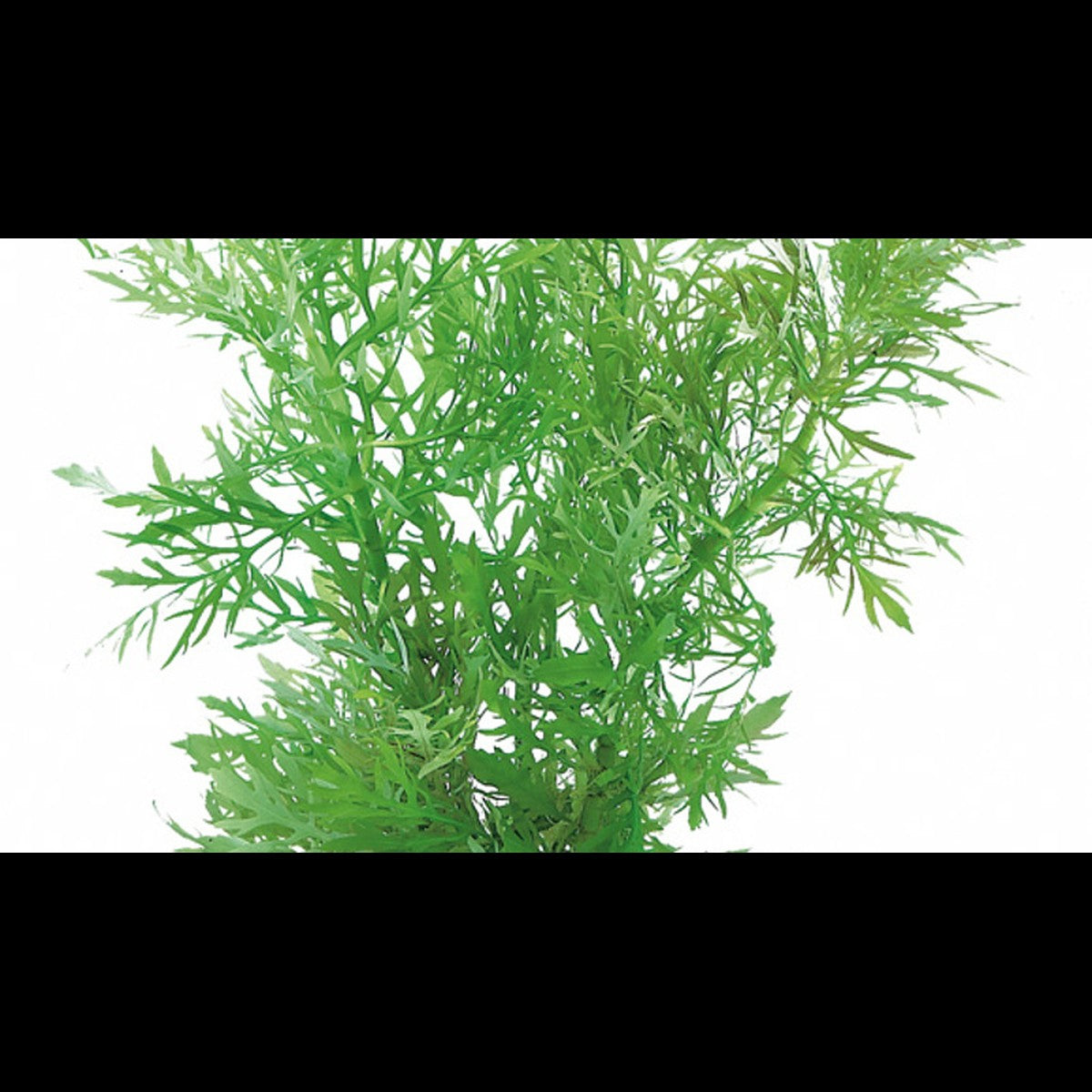 Hygrophila difformis (Hygrophile)