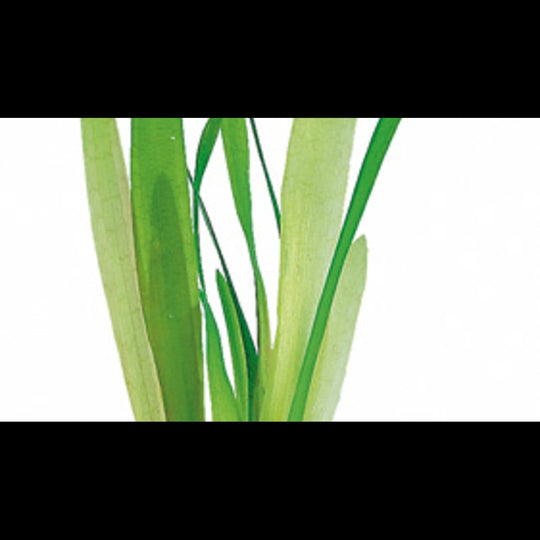 Vallisneria australis (Vallisnérie géante)