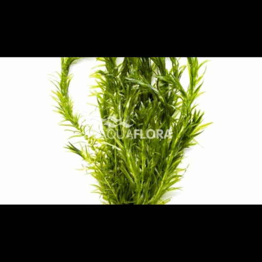 Egeria densa (Élodée dense)