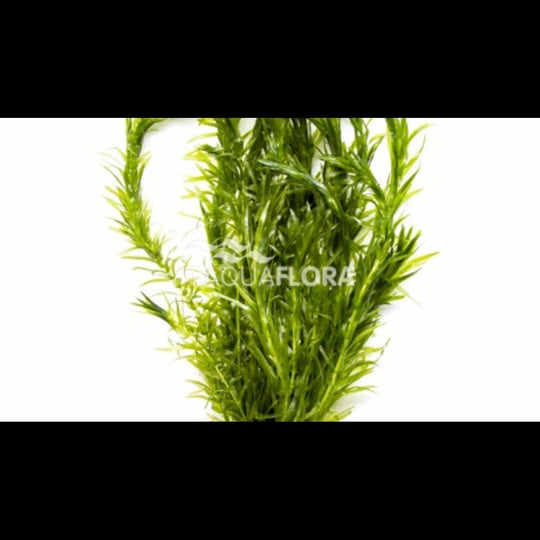 Egeria densa (Élodée dense)