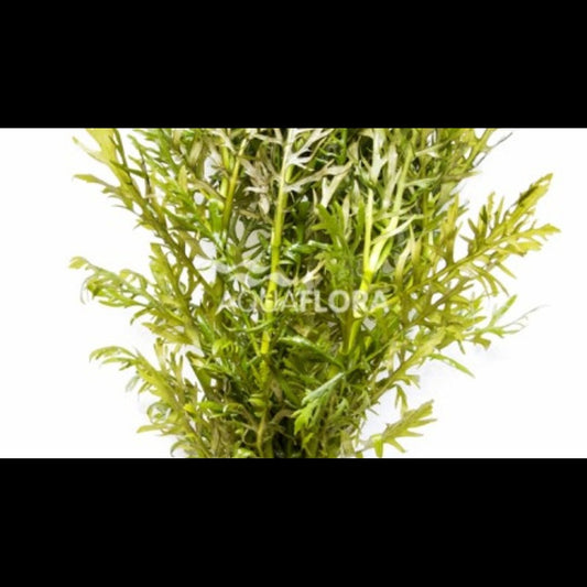 Hygrophila difformis (Hygrophile)