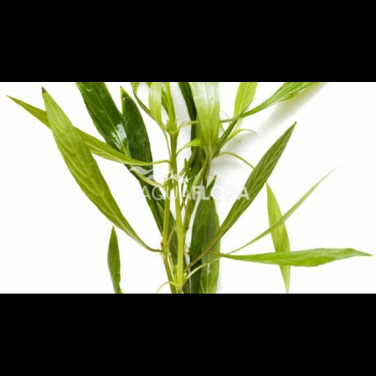 Hygrophila salicifolia (Hygrophile)