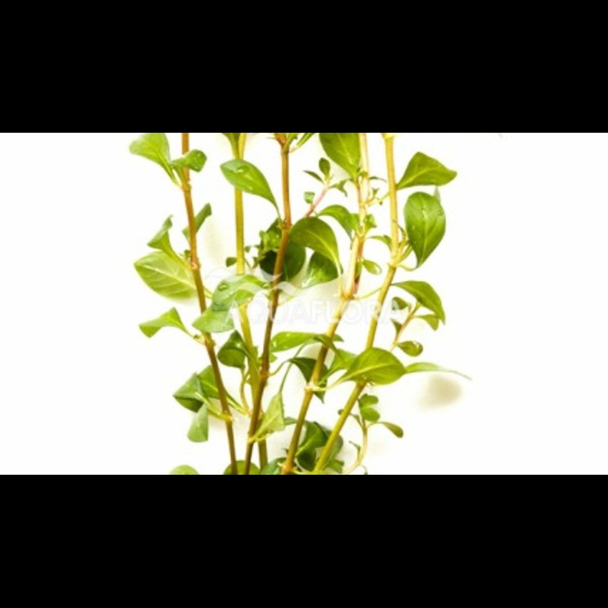 Ludwigia muellertii (Ludwigie)