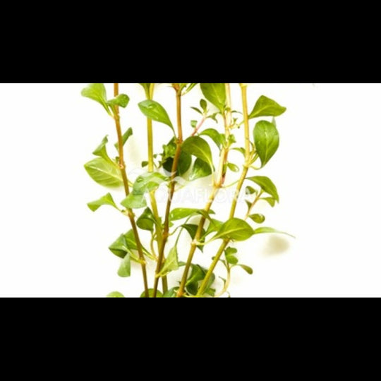 Ludwigia muellertii (Ludwigie)