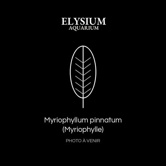 Myriophyllum pinnatum (Myriophylle)