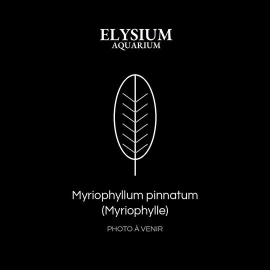 Myriophyllum pinnatum (Myriophylle)