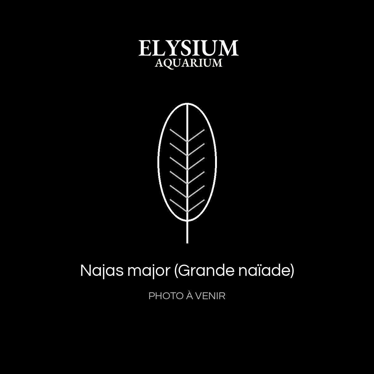 Najas major (Grande naïade)