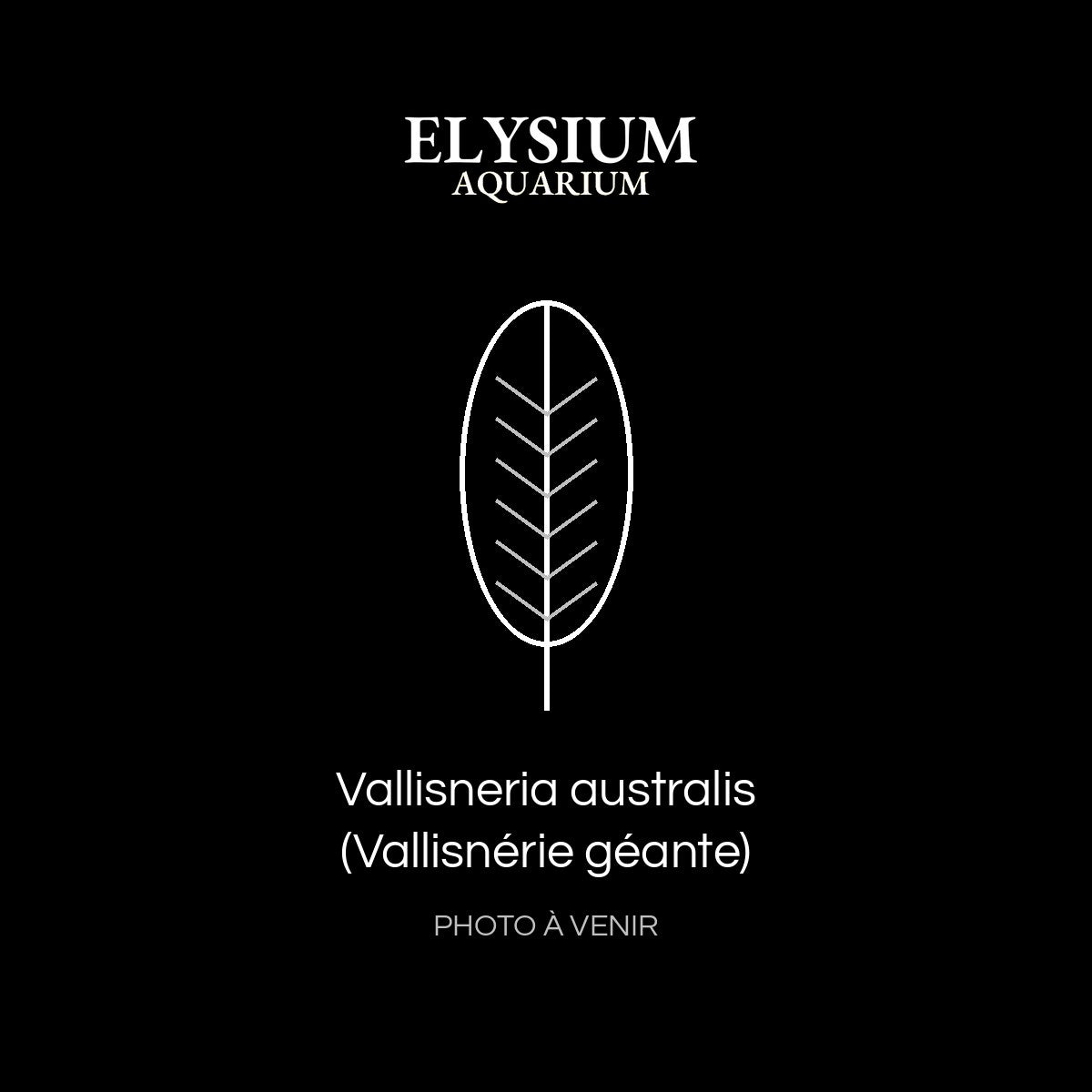 Vallisneria australis (Vallisnérie géante)
