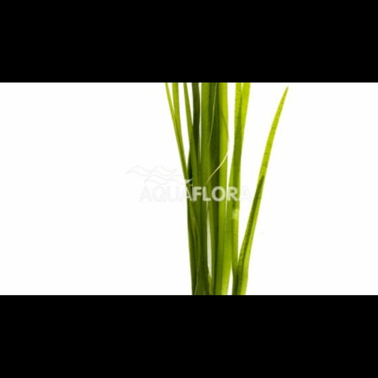 Vallisneria spiralis 'Leopard' (Vallisnérie spiralée)