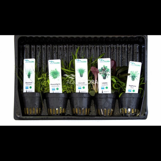 Mix 5 pots avant-plan