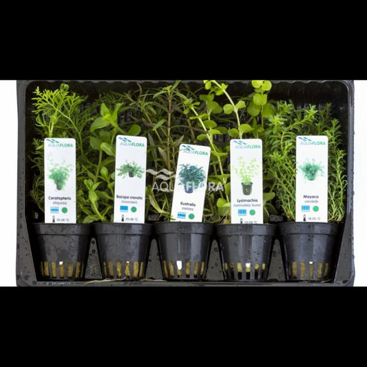 Mix 5 pots milieu d'aquarium