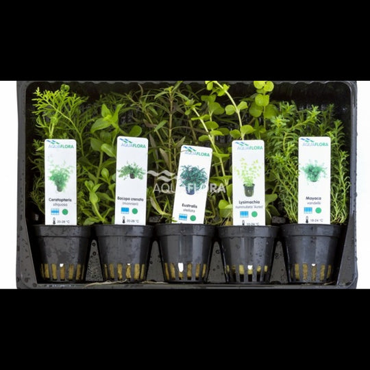 Mix 5 pots milieu d'aquarium