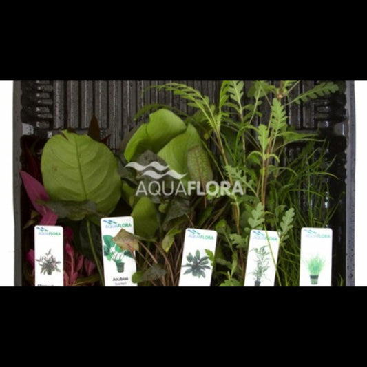 Mix 5 pots couleurs différentes