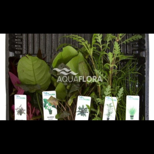 Mix 5 pots couleurs différentes