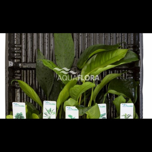 Mix 5 Anubias