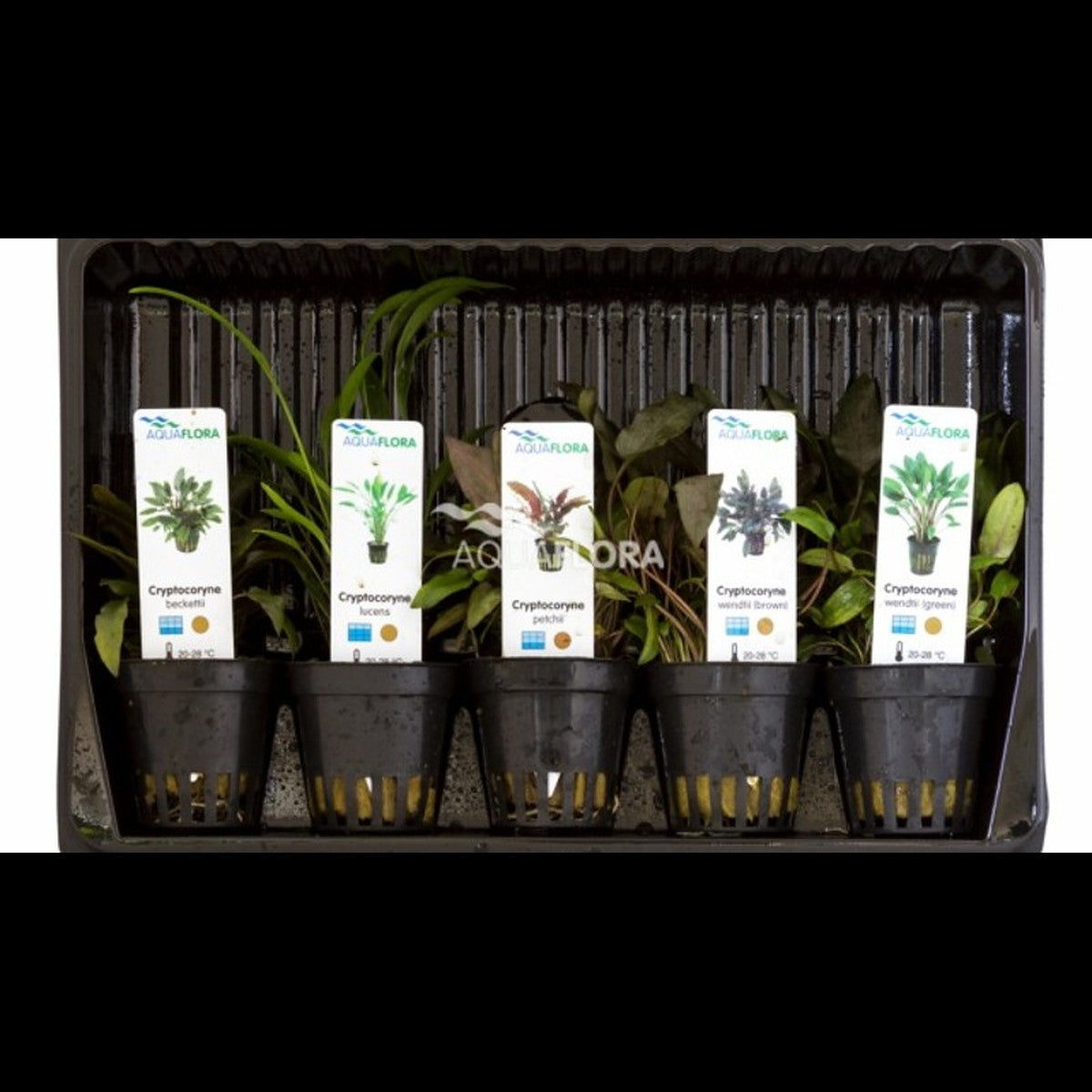 Mix 5 Cryptocoryne
