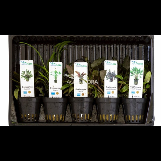 Mix 5 Cryptocoryne