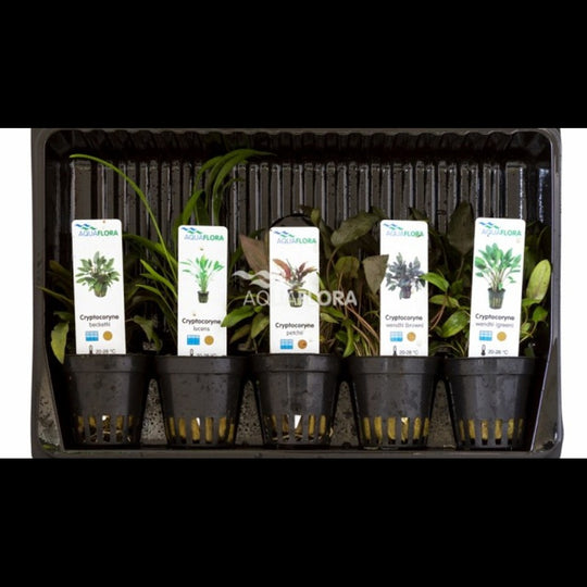 Mix 5 Cryptocoryne