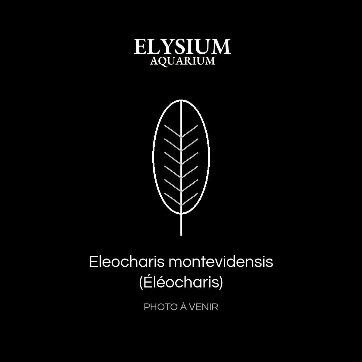 Eleocharis montevidensis (Éléocharis)
