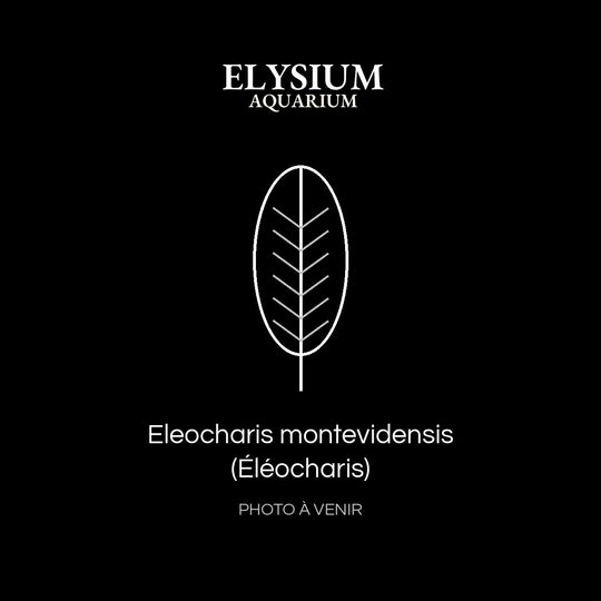 Eleocharis montevidensis (Éléocharis)