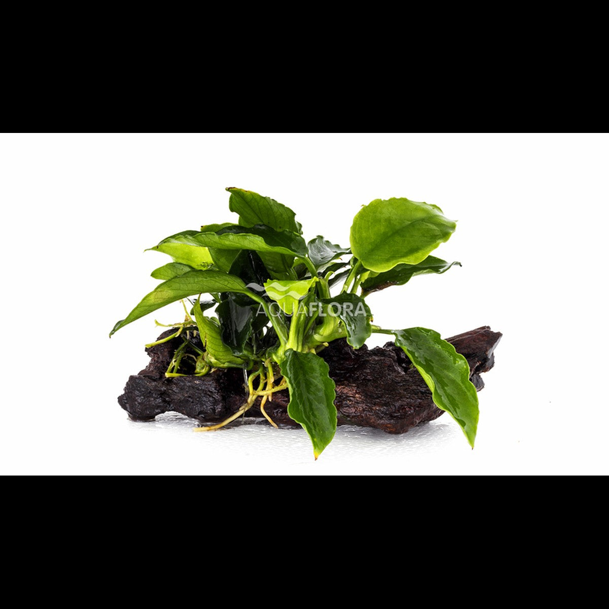 Anubias sur racine nano (5-7 cm)