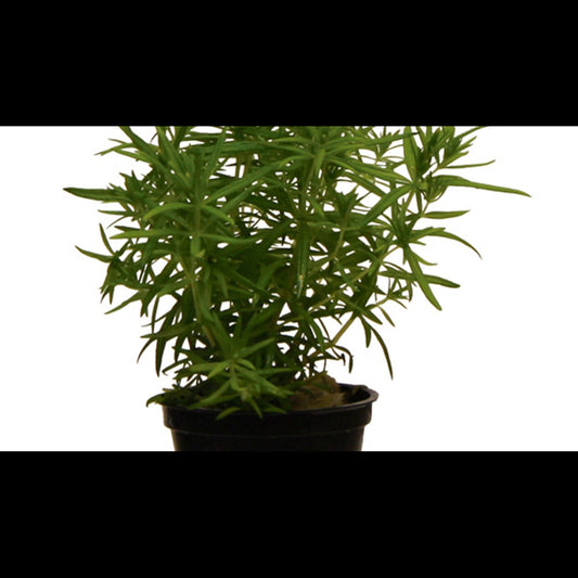 Ludwigia palustris 'Green' (Ludwigie)