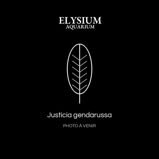 Justicia gendarussa