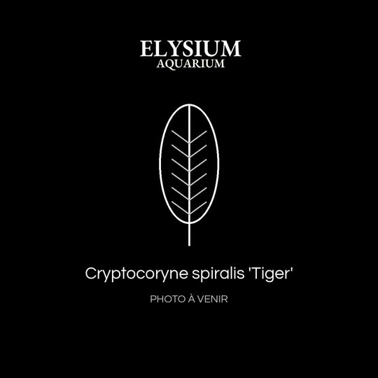 Cryptocoryne spiralis 'Tiger'