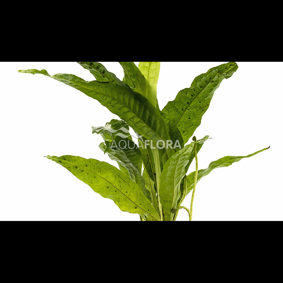 Homalomena humilis