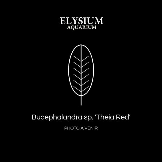 Bucephalandra sp. 'Theia Red'