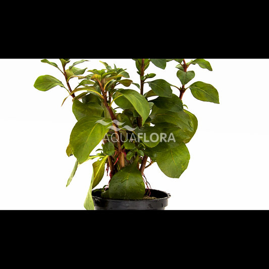 Ludwigia repens 'Mesacana' (Ludwigie)