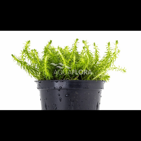 Mayaca fluviatilis