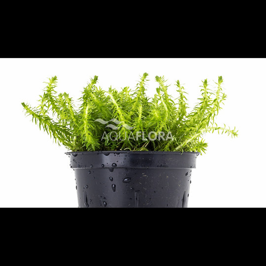 Mayaca fluviatilis