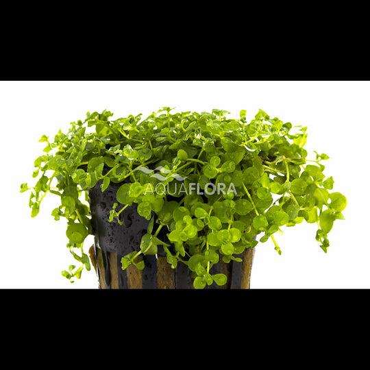 Micranthemum sp. 'Monte Carlo'