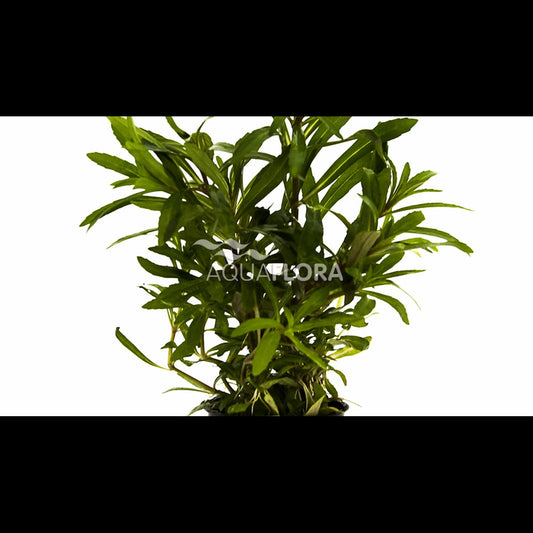 Pogostemon quadrifolius