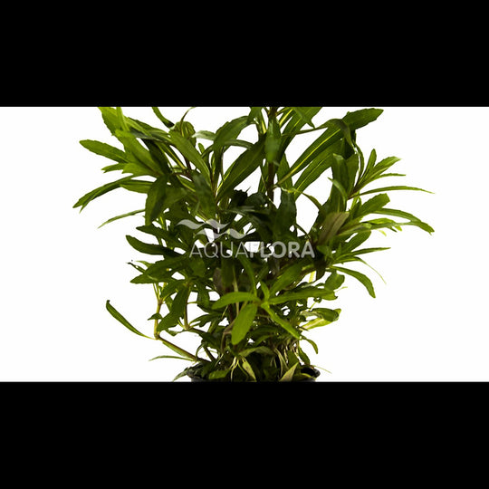 Pogostemon quadrifolius