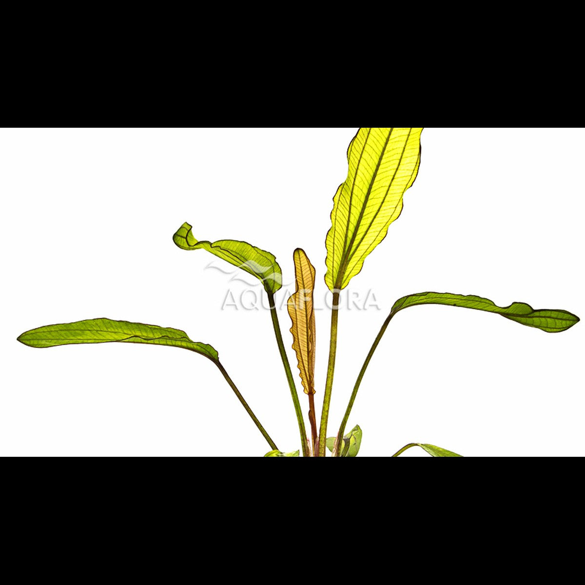 Echinodorus 'Red Diamond' (Plante-épée)