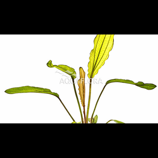 Echinodorus 'Red Diamond' (Plante-épée)