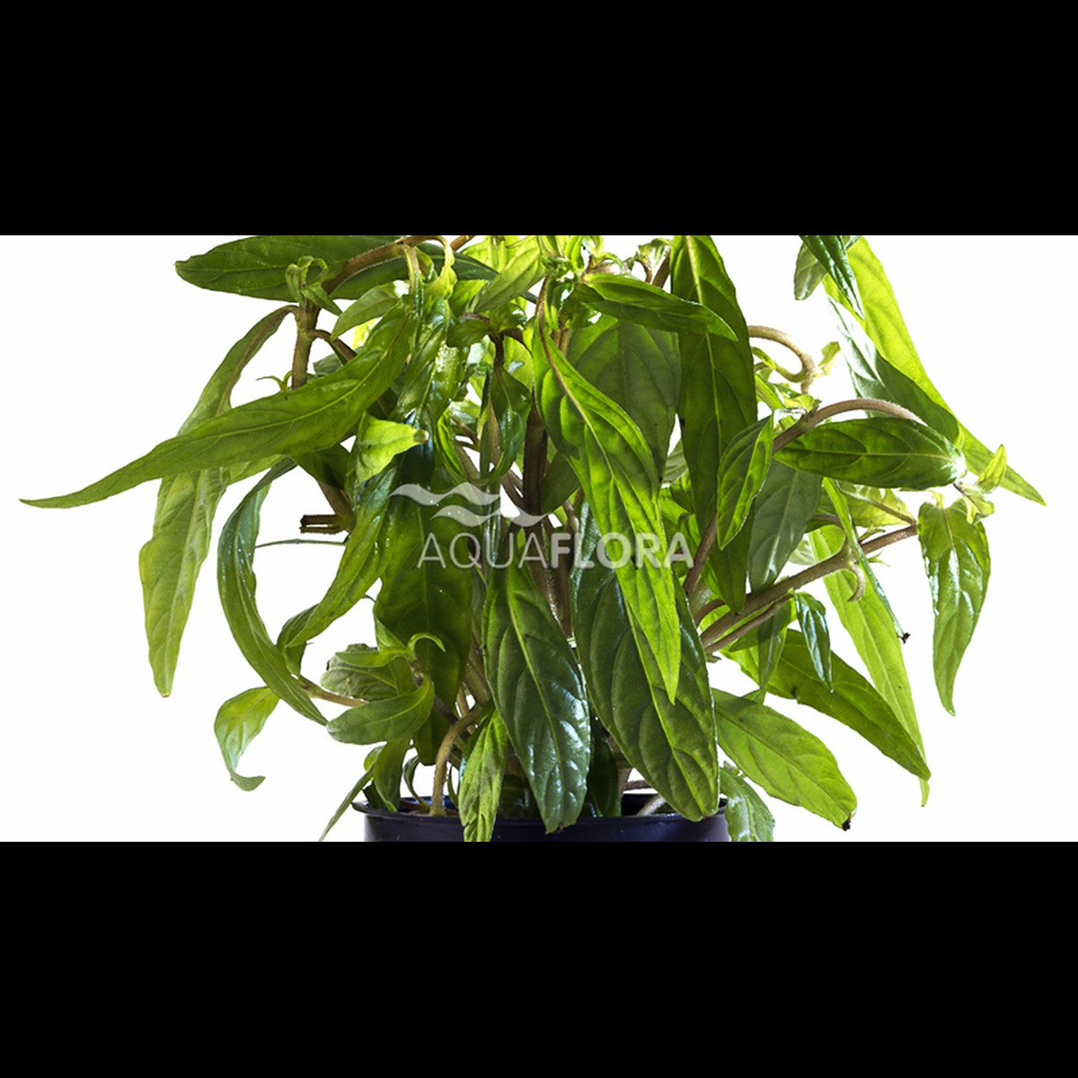 Hygrophila sp. 'Pantanal Wavy' (Hygrophile)