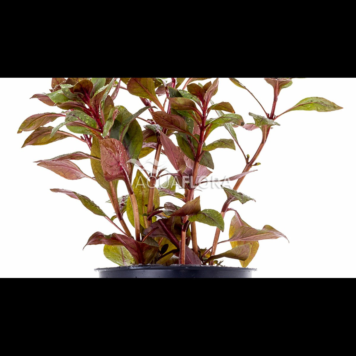 Ludwigia sp. 'Mini Super Red' (Ludwigie)