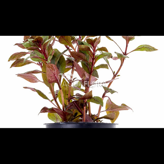 Ludwigia sp. 'Mini Super Red' (Ludwigie)