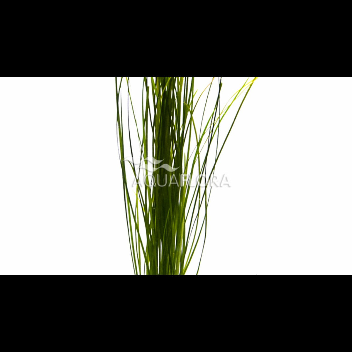 Vallisneria nana (Vallisnérie)