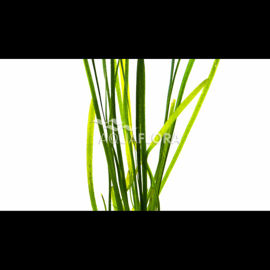 Vallisneria spiralis 'Leopard' (Vallisnérie spiralée)