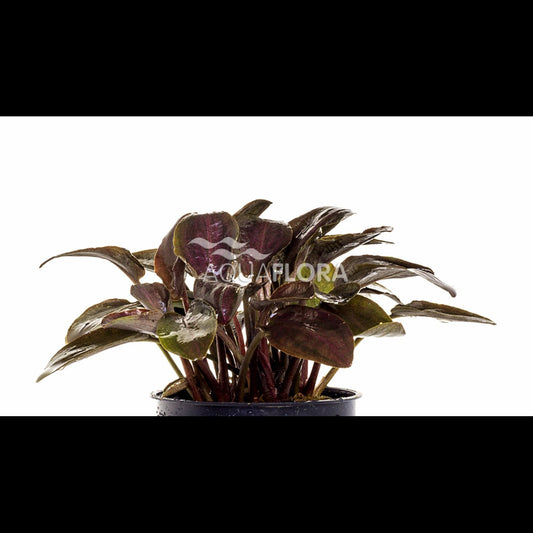 Lagenandra meeboldii 'Red'