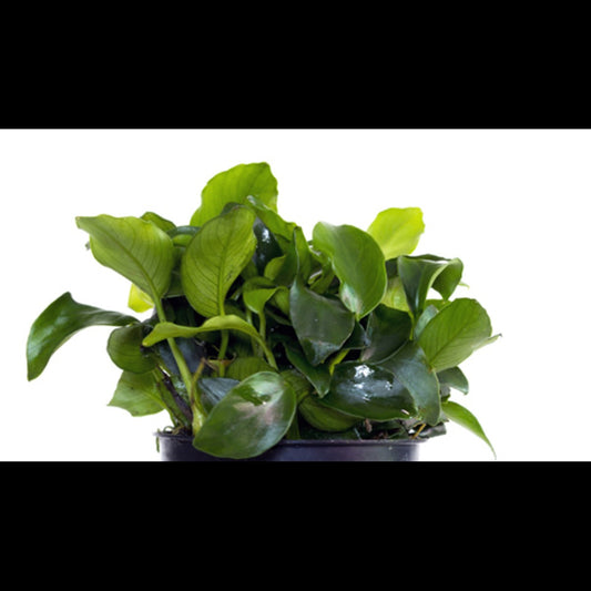 Anubias barteri var. nana 'Mini Mini'