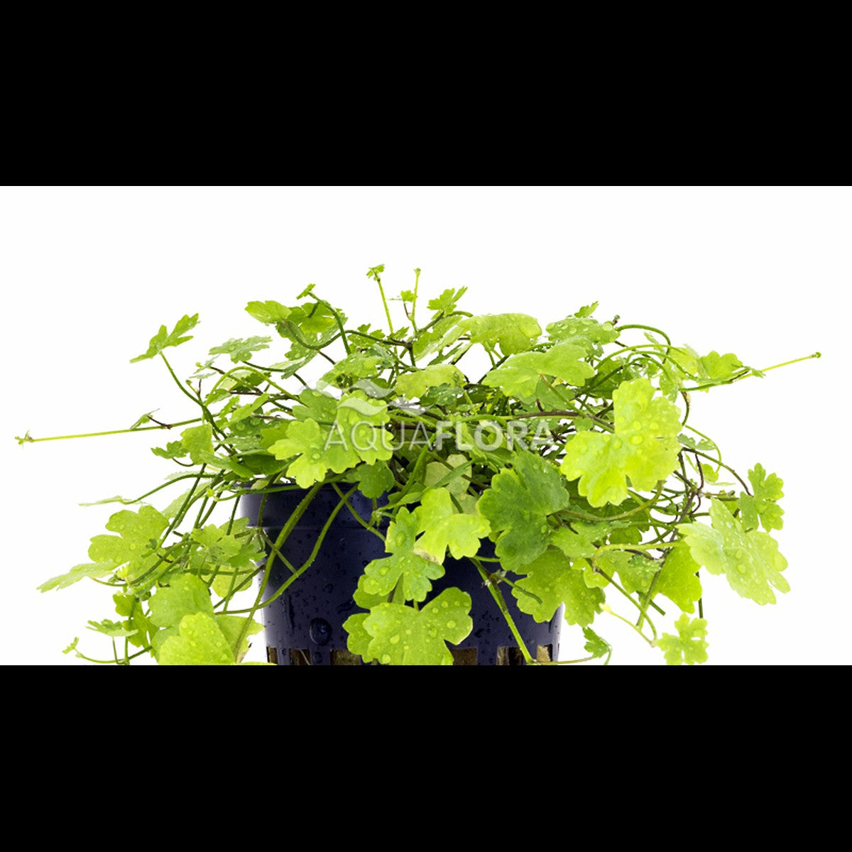 Hydrocotyle cf. tripartita