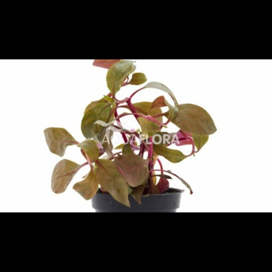Alternanthera reineckii 'Cardinalis' (Alternanthère)