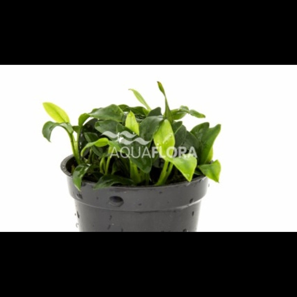 Anubias barteri var. nana 'Pangolino'